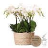 Orchideen-Set „Mono Bouquet“ – 3 orange Phalaenopsis ‚Las Vegas'