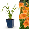 Taglilie ‚Mauna Loa' – Hemerocallis