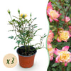 Rose ‚Tricolor Fairy' – Rosa
