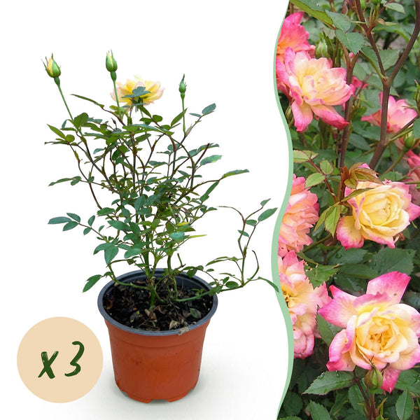 Rose ‚Tricolor Fairy' – Rosa