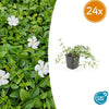 Kleines Immergrün ‚Gertrude Jekyll' – Vinca minor
