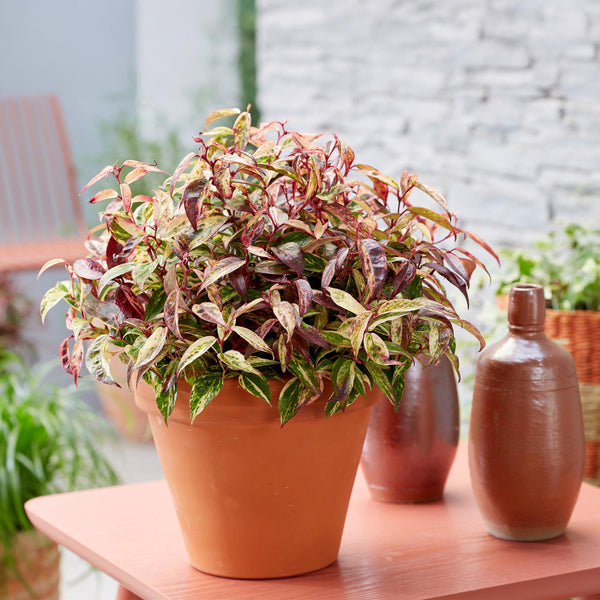 Traubenheide ‚Makijaz' – Leucothoe fontanesiana – Ansicht 5