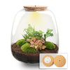 Flaschengarten-Set „Emma" – DIY-Kit mit Efeu