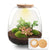 Flaschengarten-Set „Emma" – DIY-Kit mit Efeu
