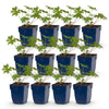 Storchschnabel ‚Johnson's Blue' – Geranium