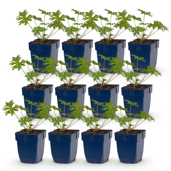 Storchschnabel ‚Johnson's Blue' – Geranium