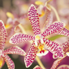 Schmetterlingsorchidee ‚Diamond Spider‘ – Phalaenopsis – Ansicht 2