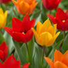 Prächtige Tulpe ‚Mix' – Tulipa praestans