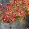 Fächerahorn ‚Beni-maiko' – Acer palmatum – Ansicht 4
