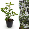 Blumen-Hartriegel – Cornus florida – Standard