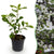 Blumen-Hartriegel – Cornus florida – Standard
