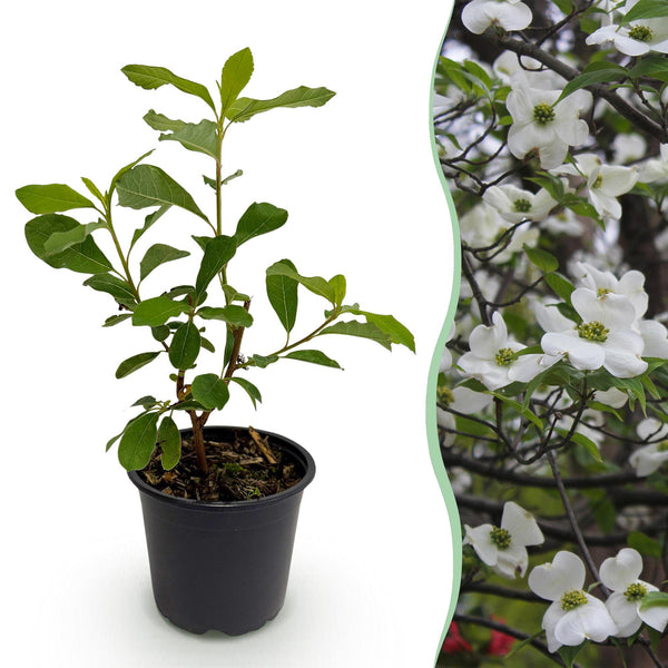 Blumen-Hartriegel – Cornus florida – Standard