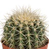 Goldkugelkaktus – Echinocactus grusonii – Ansicht 3