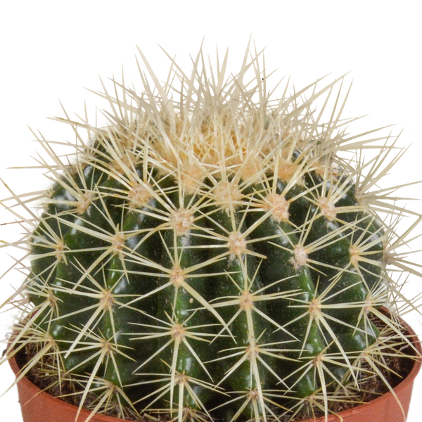 Goldkugelkaktus – Echinocactus grusonii – Ansicht 3