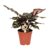Pfauenkorbmarante – Calathea makoyana