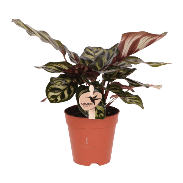 Pfauenkorbmarante – Calathea makoyana