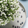 Glockenblume ‚Addenda Ambella' – Campanula – Ansicht 7