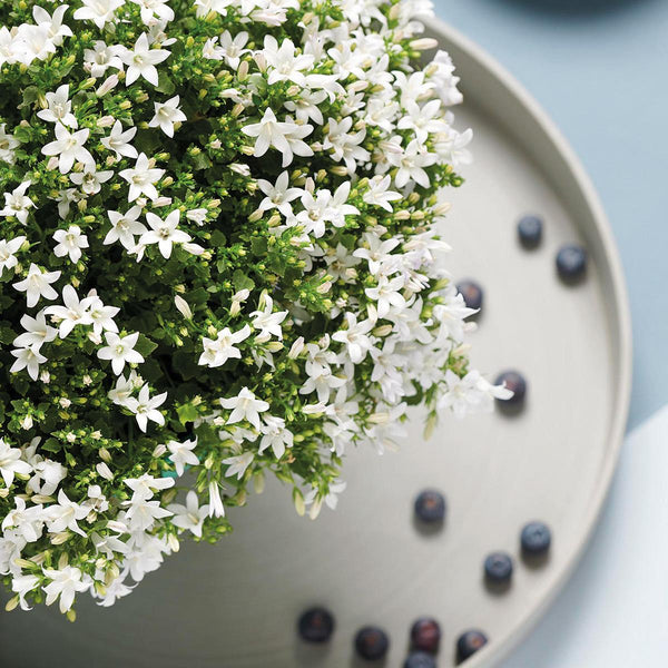 Glockenblume ‚Addenda Ambella' – Campanula – Ansicht 7