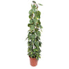 Baumfreund ‚Brasil' – Philodendron scandens