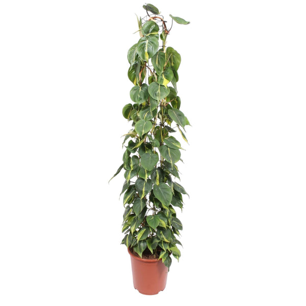 Baumfreund ‚Brasil' – Philodendron scandens