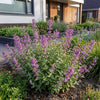 Katzenminze ‚Grog' – Nepeta racemosa – Ansicht 6