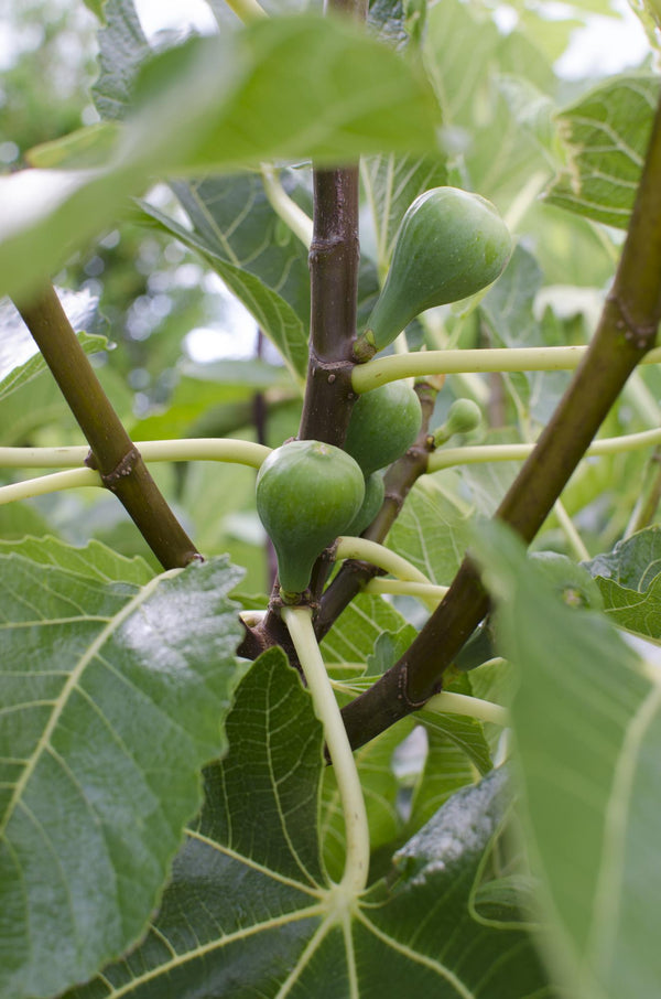 Feige ‚Gustissimo Perretta' – Ficus carica – Ansicht 3