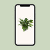 Flamingoblume ‚Jungle Bush' – Anthurium – Ansicht 4