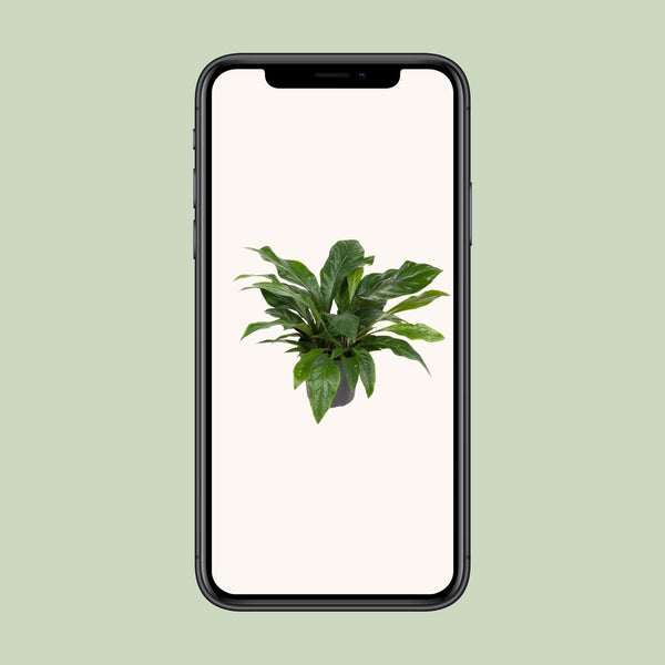 Flamingoblume ‚Jungle Bush' – Anthurium – Ansicht 4