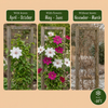 Waldreben-Set „Duo Pink & White" – Clematis in Rosa und Weiß – Ansicht 6