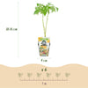 Fruitplanten - Tricolour - Rode Bes - Gele Framboos - Zwarte Braam- Winterhard - 3 Planten - Pot9cm