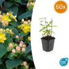 Johanniskraut ‚Annebel' – Hypericum × inodorum