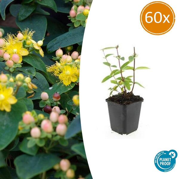 Johanniskraut ‚Annebel' – Hypericum × inodorum