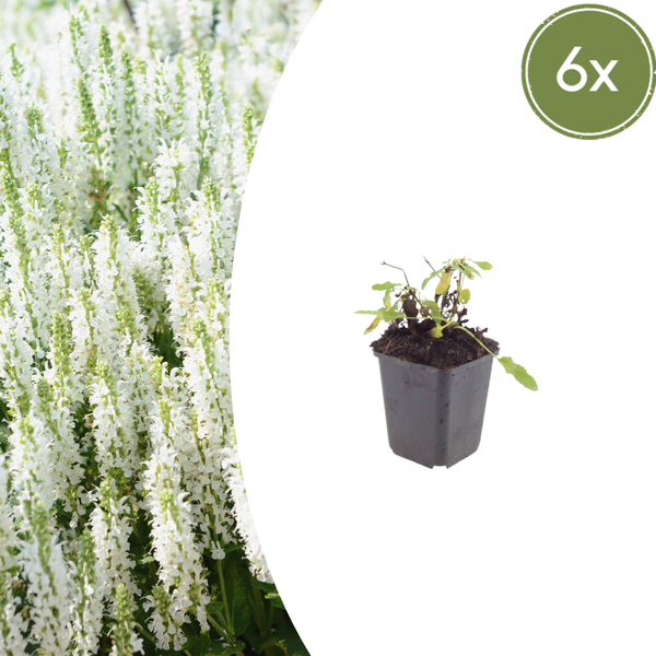 Steppensalbei ‚Schneehügel' – Salvia nemorosa