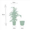 Birkenfeige ‚Danielle' – Ficus benjamina – Ansicht 5