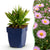 Kissen-Aster ‚Wood's Pink' – Aster dumosus – 1 Stück