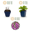 Fingerhut ‚Dalmatian Purple' – Digitalis purpurea – Ansicht 4