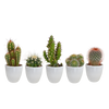 Kakteen-Set „Kakteen-Mix" – 5 Kakteen