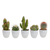 Kakteen-Set „Kakteen-Mix" – 5 Kakteen