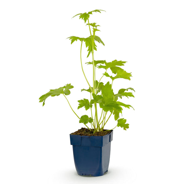 Rittersporn ‚Blue Bird' – Delphinium x cultorum – Ansicht 2