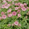 Sterndolde – Astrantia major – Ansicht 5
