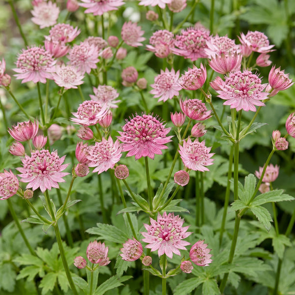 Sterndolde – Astrantia major – Ansicht 5