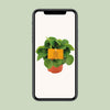 Zwergpfeffer ‚Rana Verde' – Peperomia – Ansicht 4