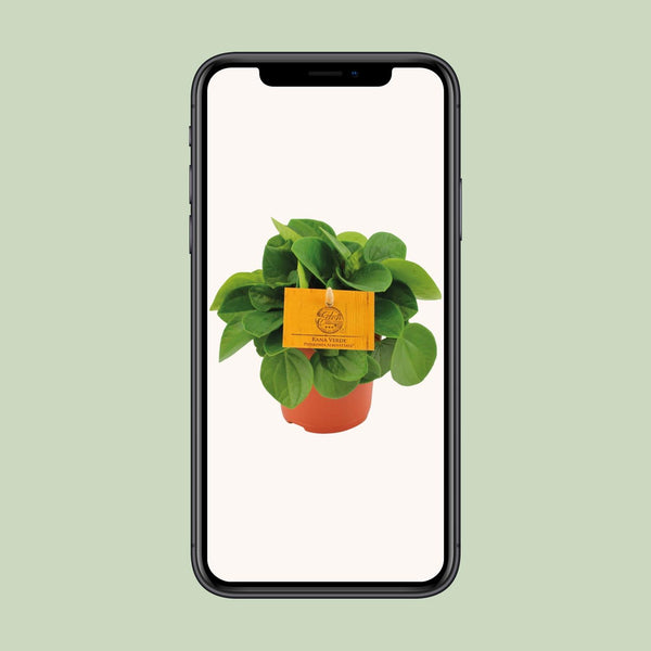 Zwergpfeffer ‚Rana Verde' – Peperomia – Ansicht 4