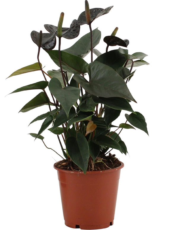 Flamingoblume ‚Black Love' – Anthurium andraeanum