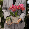 Schmetterlingsorchidee ‚Blossom Congo' – Phalaenopsis – Ansicht 17