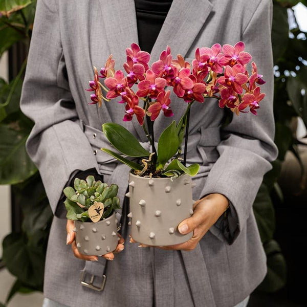 Schmetterlingsorchidee ‚Blossom Congo' – Phalaenopsis – Ansicht 17