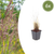 Diamant-Reitgras – Calamagrostis brachytricha – 6 Stück