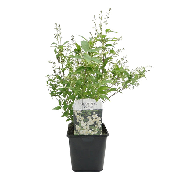 Zierliche Deutzie – Deutzia gracilis – Ansicht 2