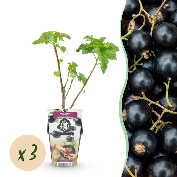 Schwarze Johannisbeere ‚Titania' – Ribes nigrum – Ø 9 cm