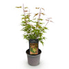 Fächerahorn ‚Phoenix' – Acer palmatum – Ansicht 2